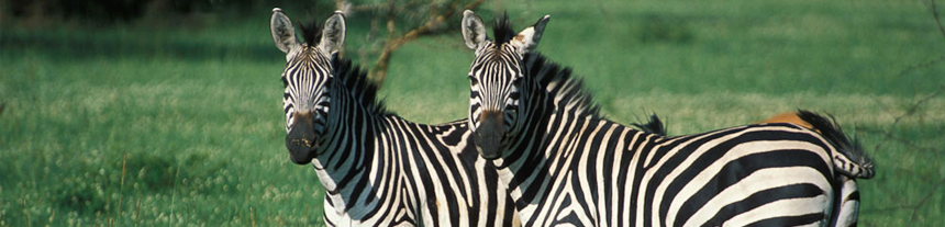 Lake Mburo National Park, Uganda