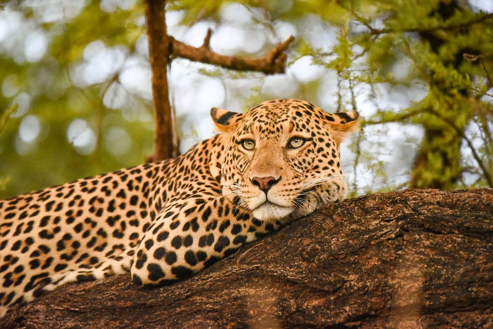 Maasai Mara National Reserve, Kenya