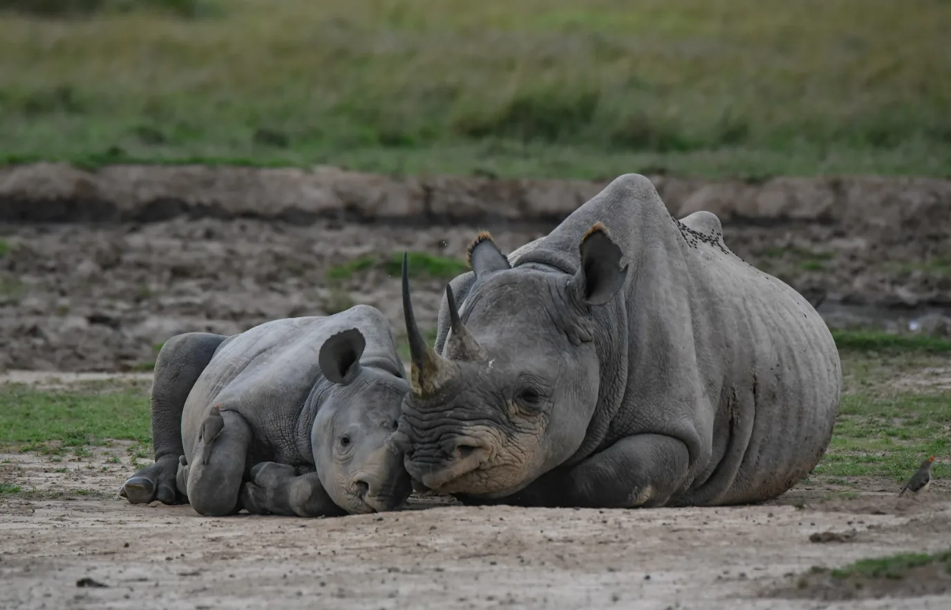 Ol Pejeta Conservancy, Kenya