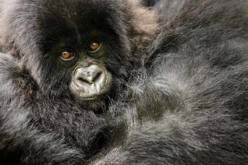 4 Days Flying Uganda Gorilla Trekking