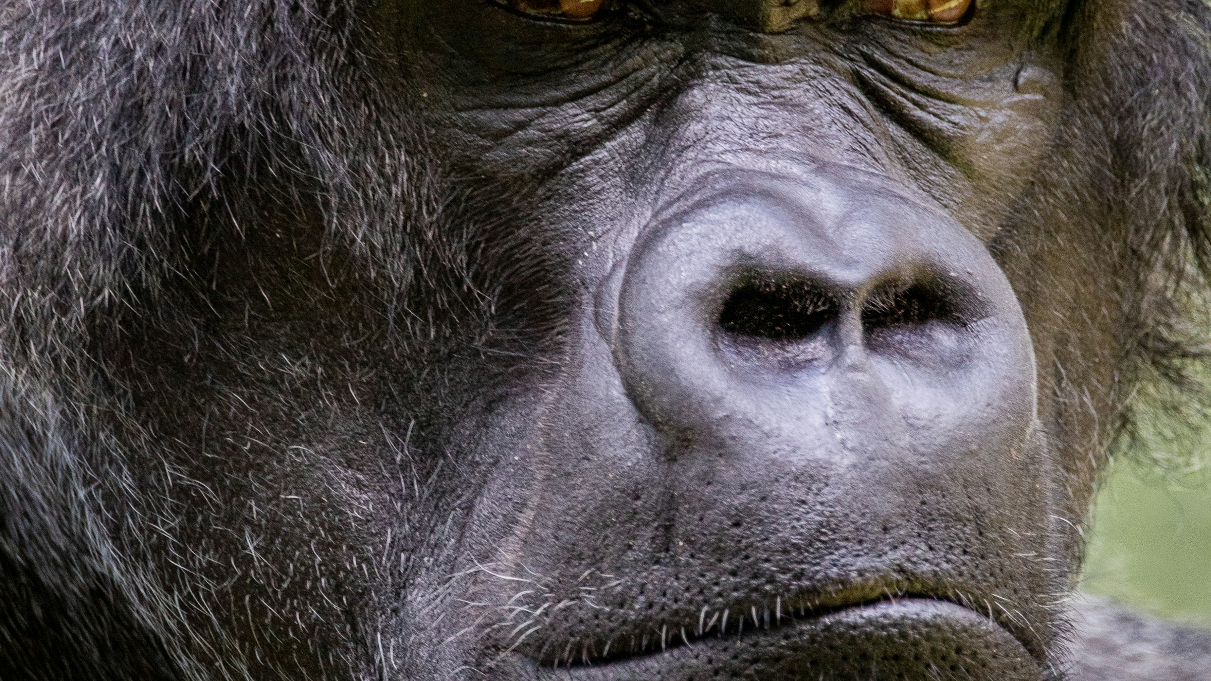 Rwanda Gorilla Trekking Cost 2026: Full Price Breakdown