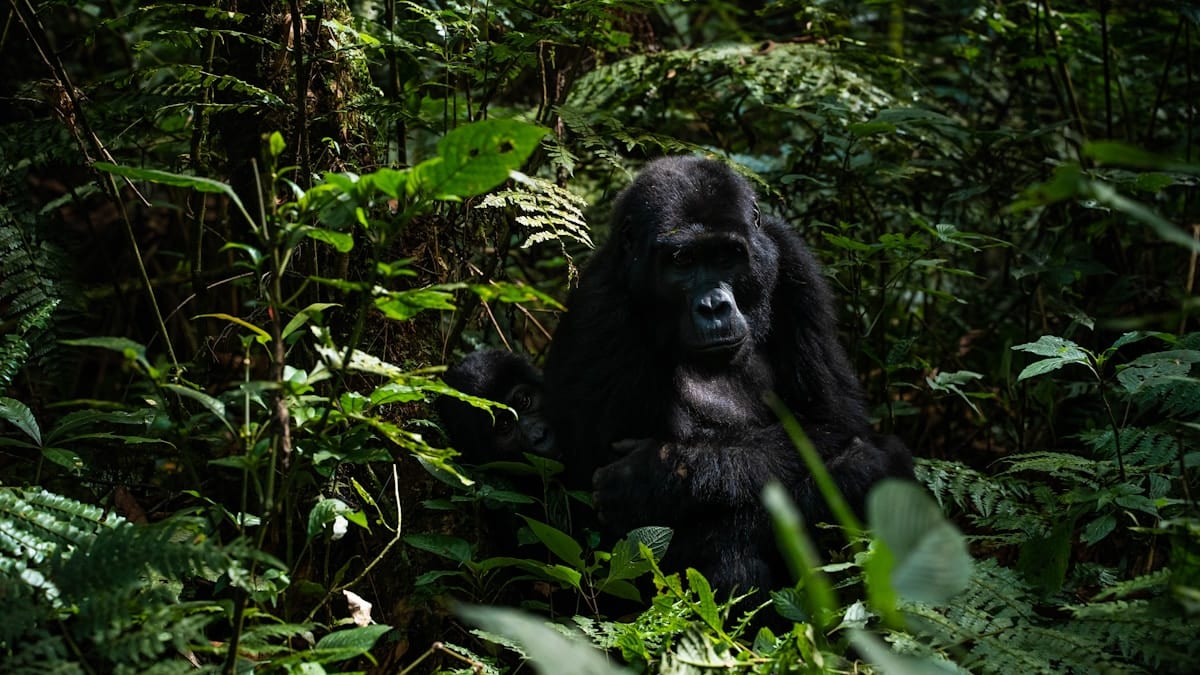 Mountain gorilla in Bwindi Impenetrable Forest, Uganda