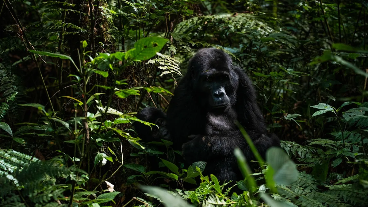 Mountain gorilla in Volcanoes National Park, Rwanda