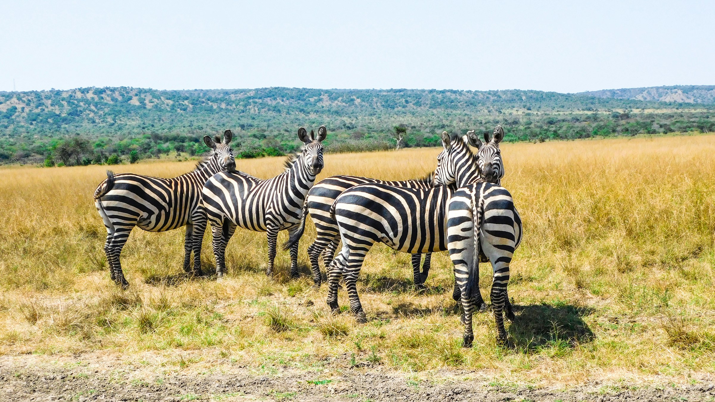 7-Day Rwanda Gorilla Safari Itinerary: The Complete Week, Day by Day