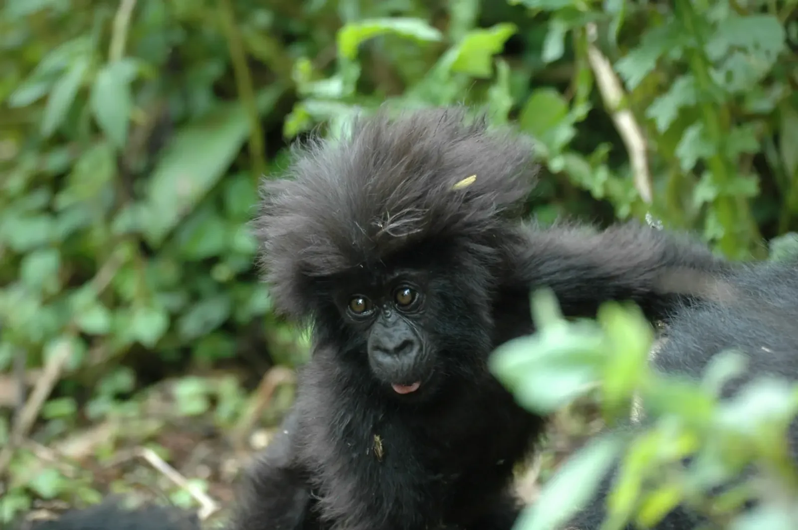 Facts about Rwanda as a Tourist Destination