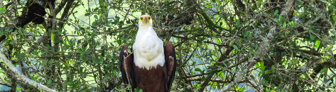 Bird Watching in Volcanoes National Park Rwanda.