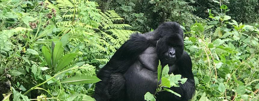 Bwindi National Park