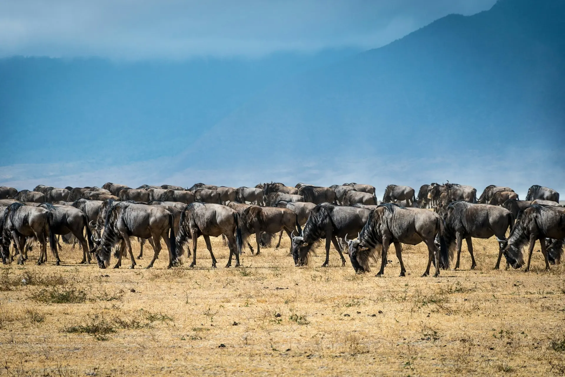 Combined Kenya Tanzania Tours