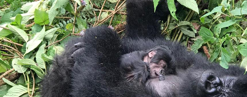 Dangers of Online Gorilla Permit Booking.