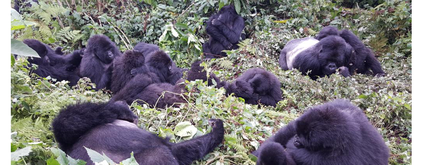 Dangers to the Gorillas