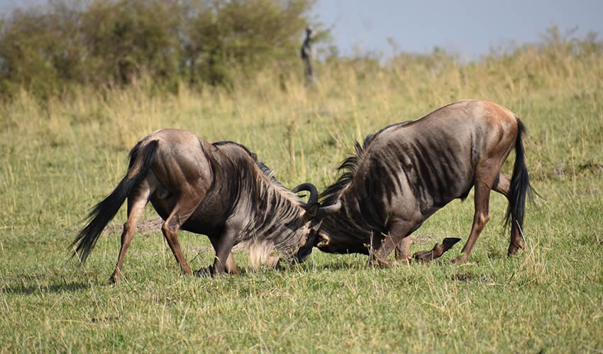 East Africa combined Tours