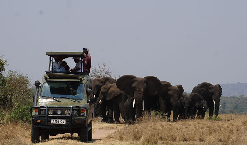 Game Drive at Akagera National Park