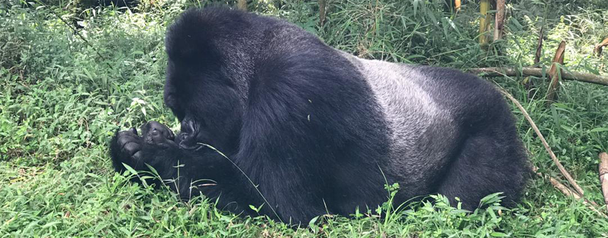 Getting to Virunga National Park