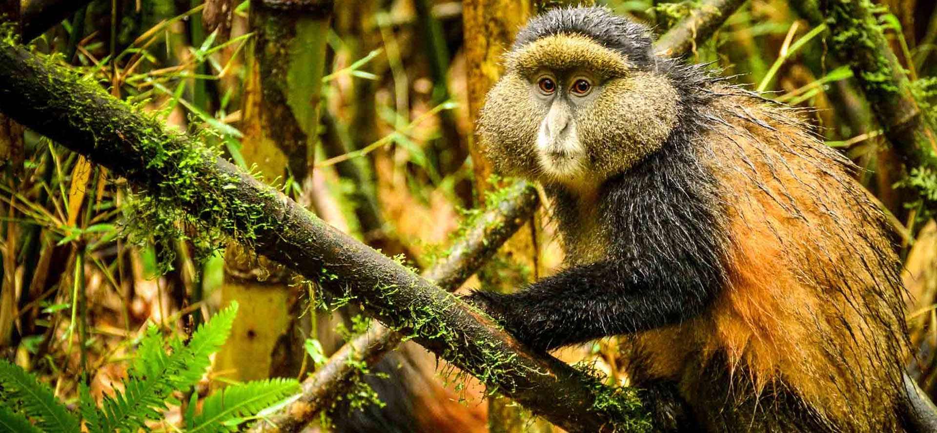 Golden Monkey Trekking at Volcanoes National Park Rwanda