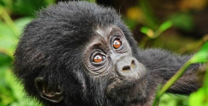 Gorilla Ranges in Africa.