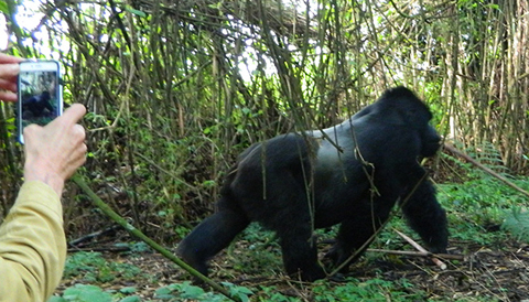 GORILLA TOURS