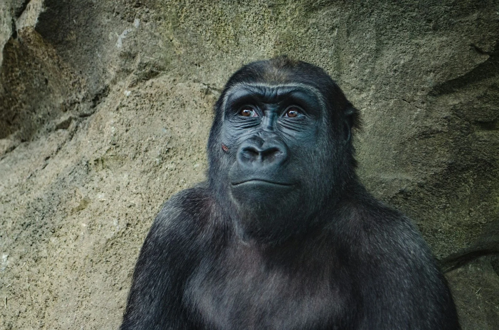 Gorilla Trekking in Rwanda: Health and Safety