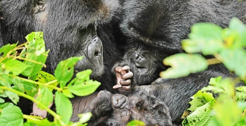 Gorilla Trekking Rules and Regulations.