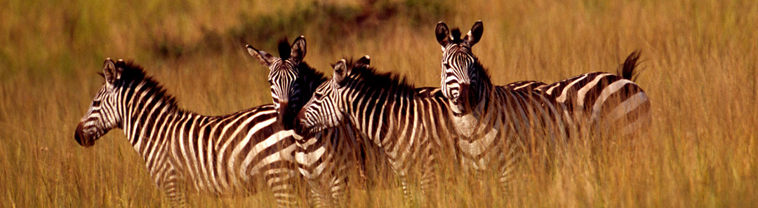 How to get to Akagera National Park