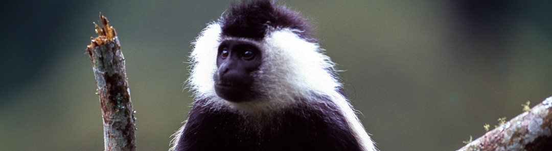 How to get to Nyungwe Forest National Park.