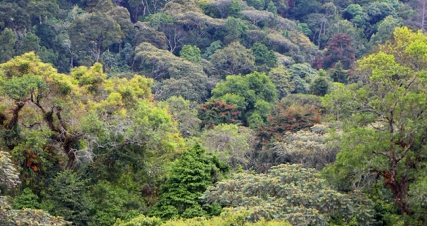Kibira National Park