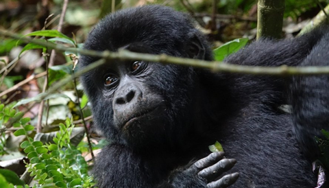 Leading tour company in Rwanda
