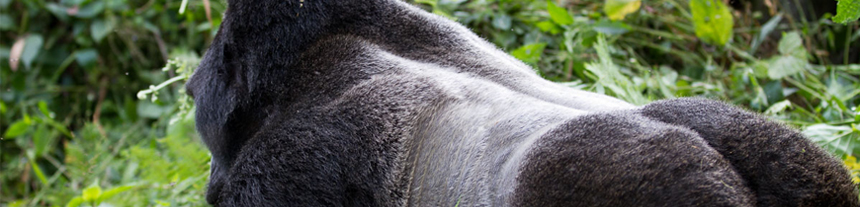 Mgahinga Gorilla National Park