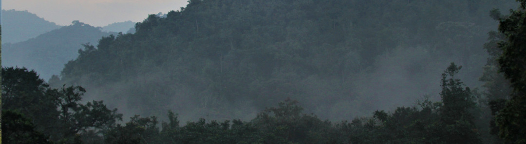 Nature Walks in Nyungwe Forest