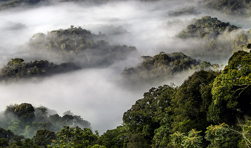 The Ultimate Guide to Visiting Nyungwe National Park
