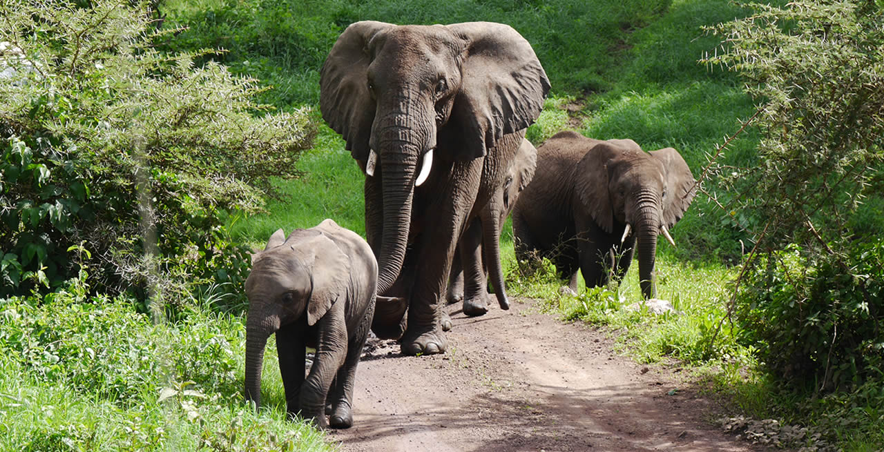 Queen Elizabeth National Park