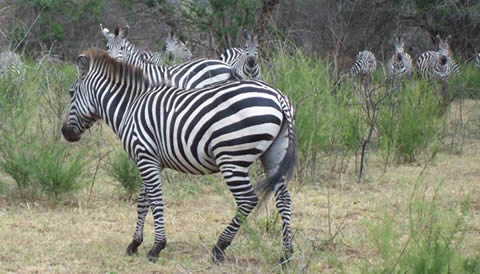 Rwanda and Uganda Wildlife Tours