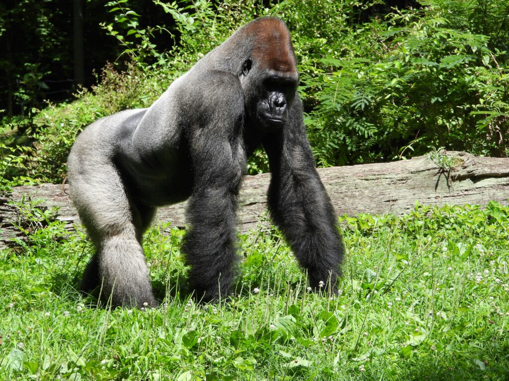 How to Plan a Rwanda Gorilla Trekking Trip