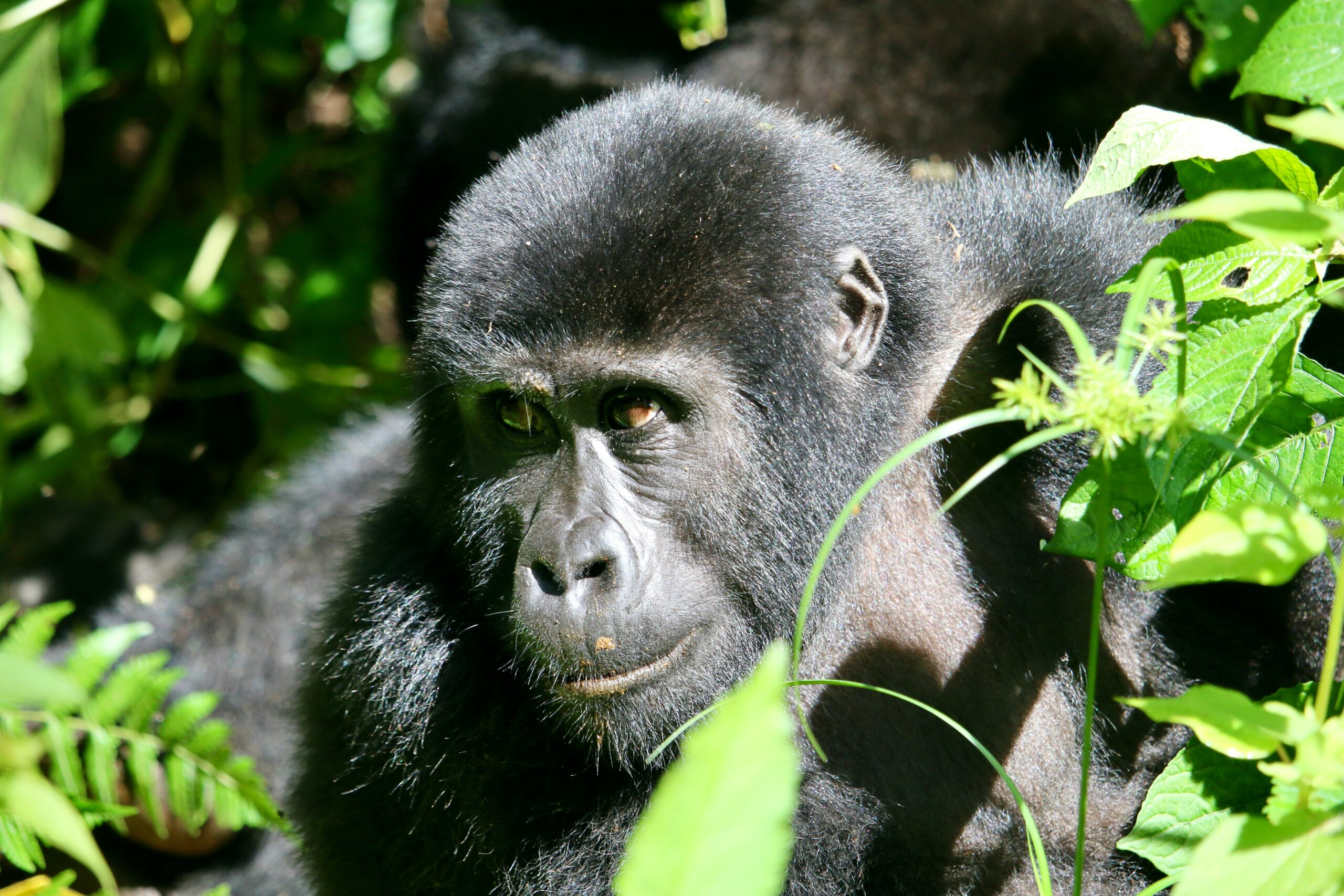 Rwanda Uganda Combined Safaris
