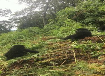 Safety in Virunga National Park