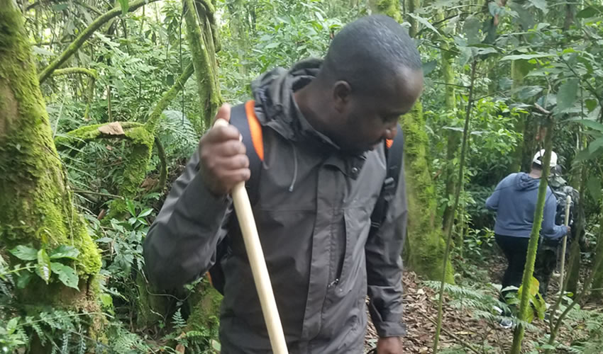 Tourism Activities in Gishwati Mukura National Park