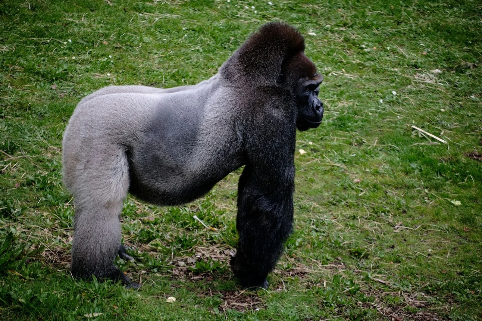 Uganda Gorilla Trekking: Health and Safety