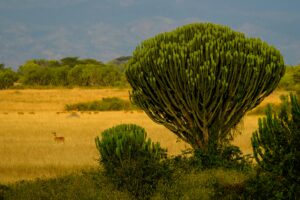 Uganda National Parks