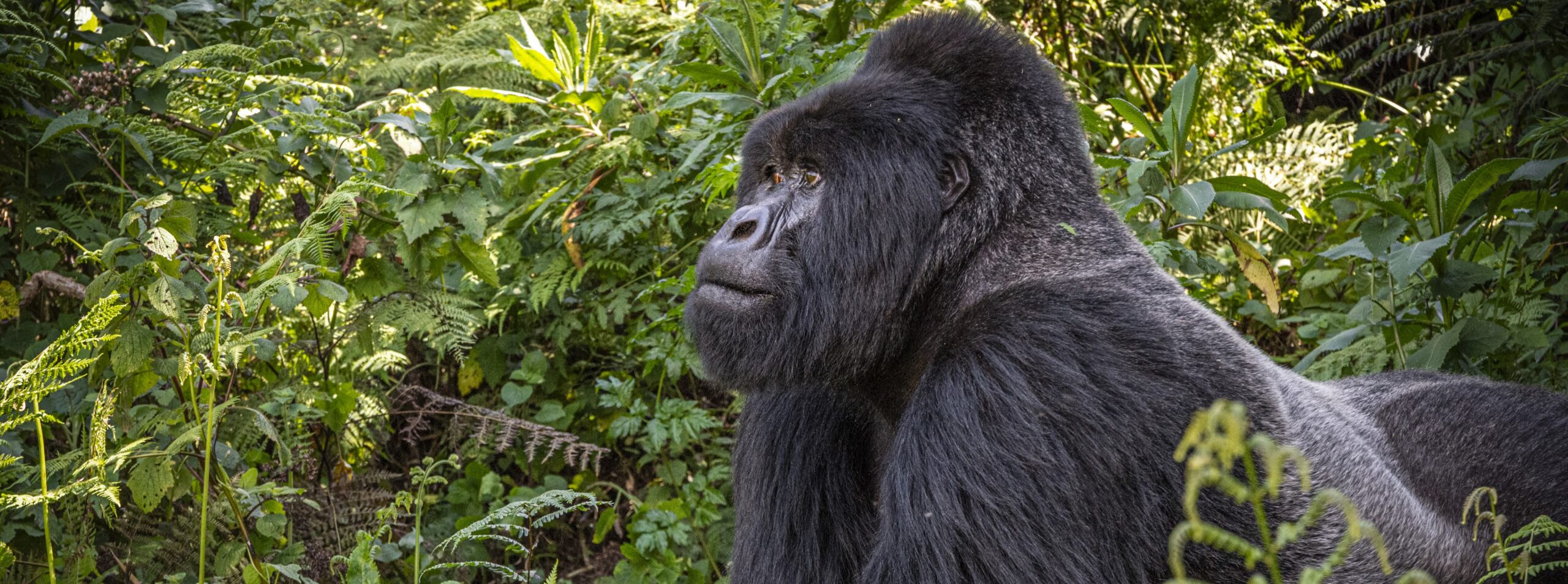 Uganda Safaris Adventures