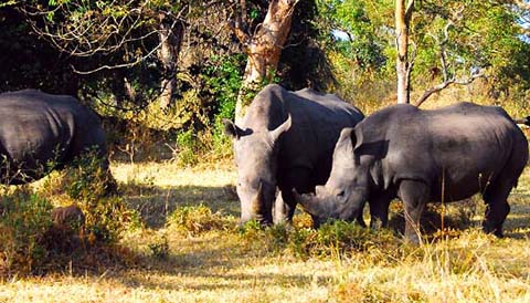 1 Day Rhino Tracking at Ziwa