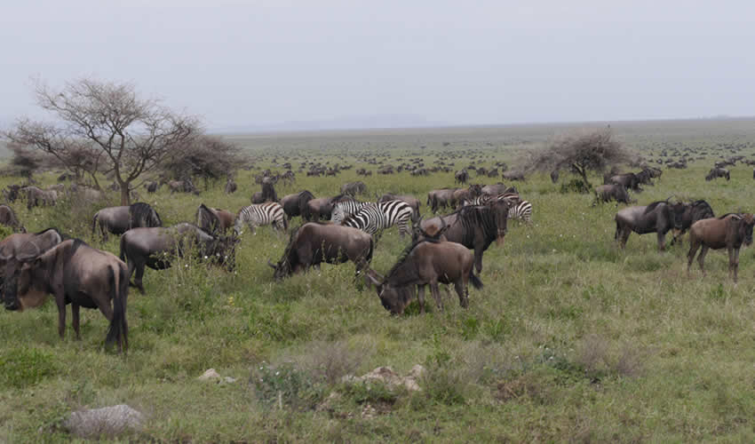 12 days best of Kenya and Tanzania wildlife safari encounter