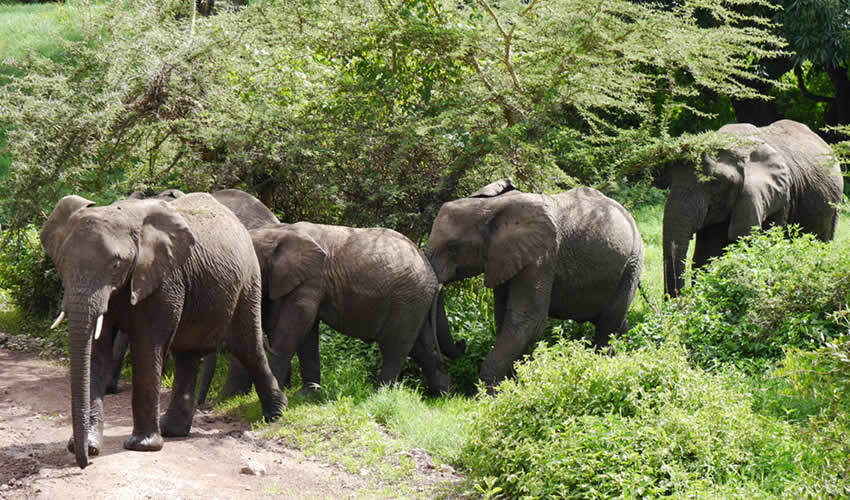 16 days Rwanda gorilla trek and Tanzania