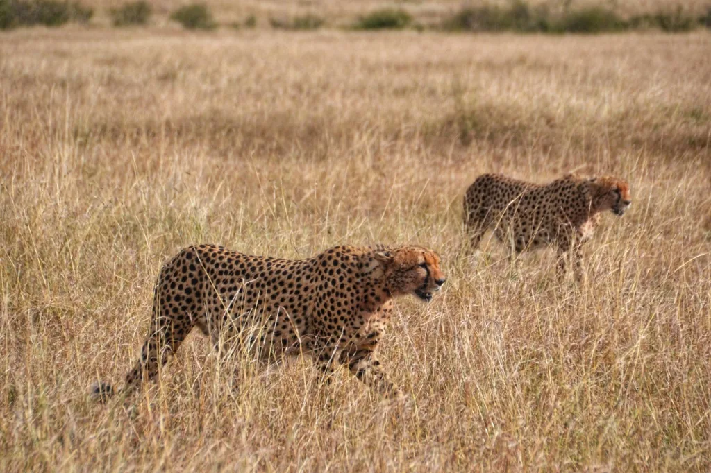 2-Days Best Tarangire and Ngorongoro Safari