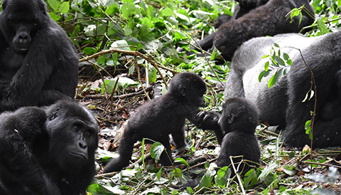 4 Days Double Gorilla Trekking Safari in Uganda