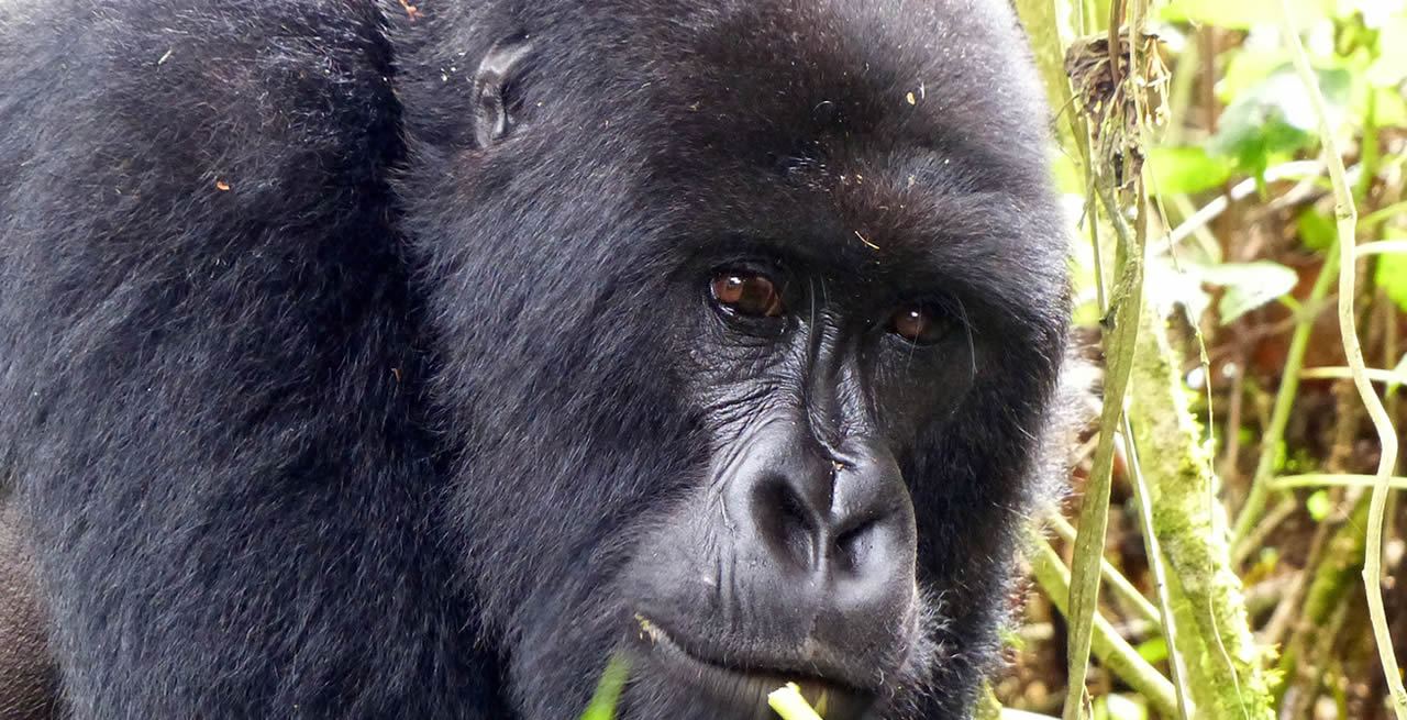 4 Days Gorilla Adventure