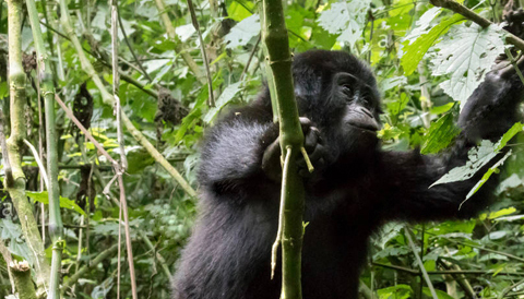 4 Days Bwindi Gorilla Trekking Safari
