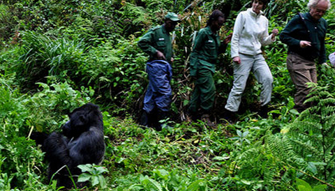 4 Days Bwindi Gorilla Trekking & Lake Bunyonyi Safari