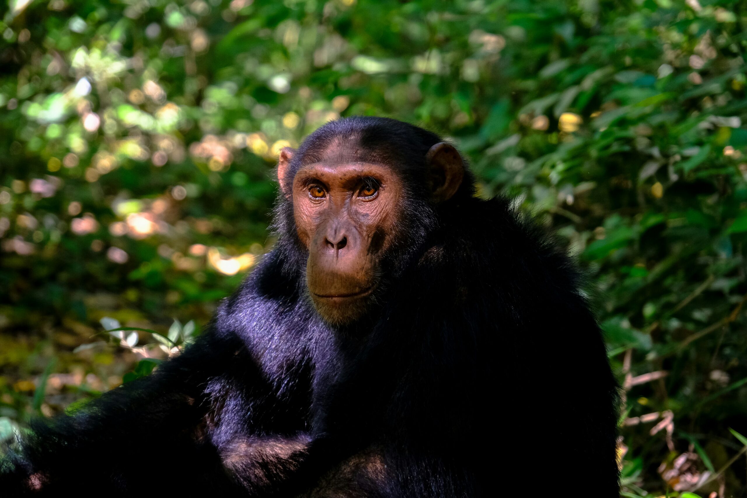5 Days Gorilla and Chimpanzee Trekking