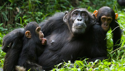 5 Days Chimpanzees Trekking Wildlife Safari