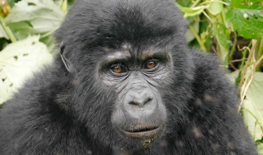 5 Days Epic Gorilla safari adventure
