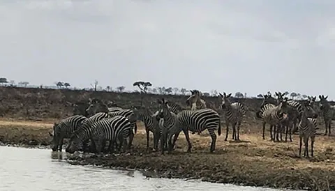 7 Day Tanzania Wildlife Safari